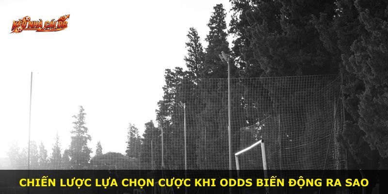 Chiến lược lựa chọn cược khi odds biến động ra sao