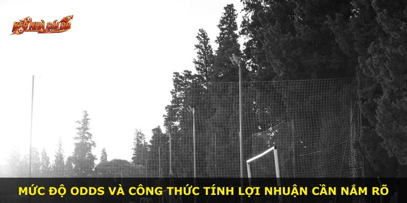 Mức độ odds và công thức tính lợi nhuận cần nắm rõ